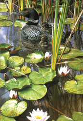 Carl Brenders | Banner Top As Description