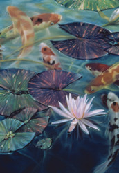 Sheila Wolk | Banner Top As Description