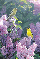 Terry Isaac | Banner Top As Description