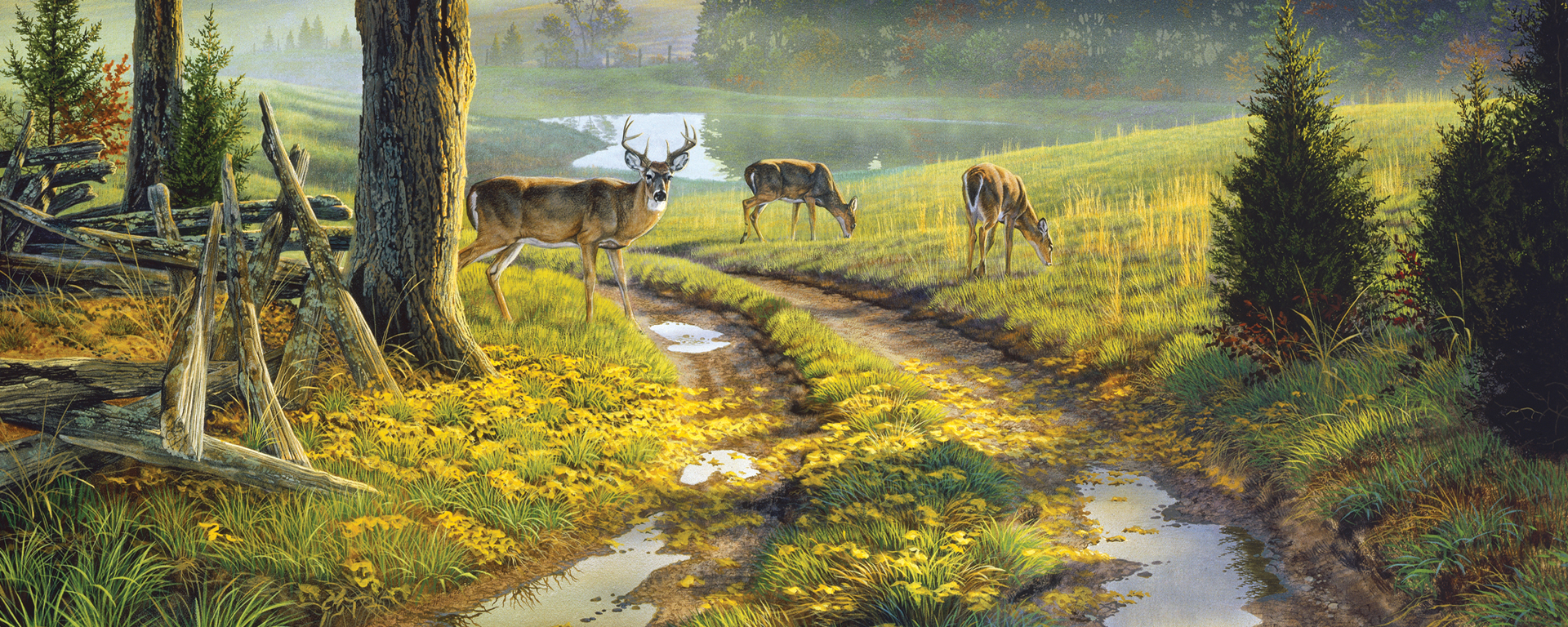 three deer standing on dirt road on a misty fall morning