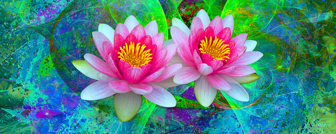 two pink lotus flowers on a blue and green splatter painted background