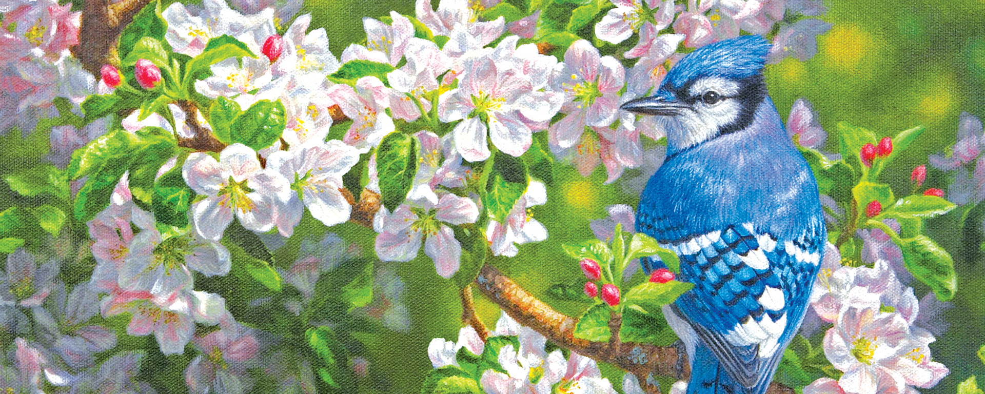 blue jay sitting on branch of a pink flowering tree