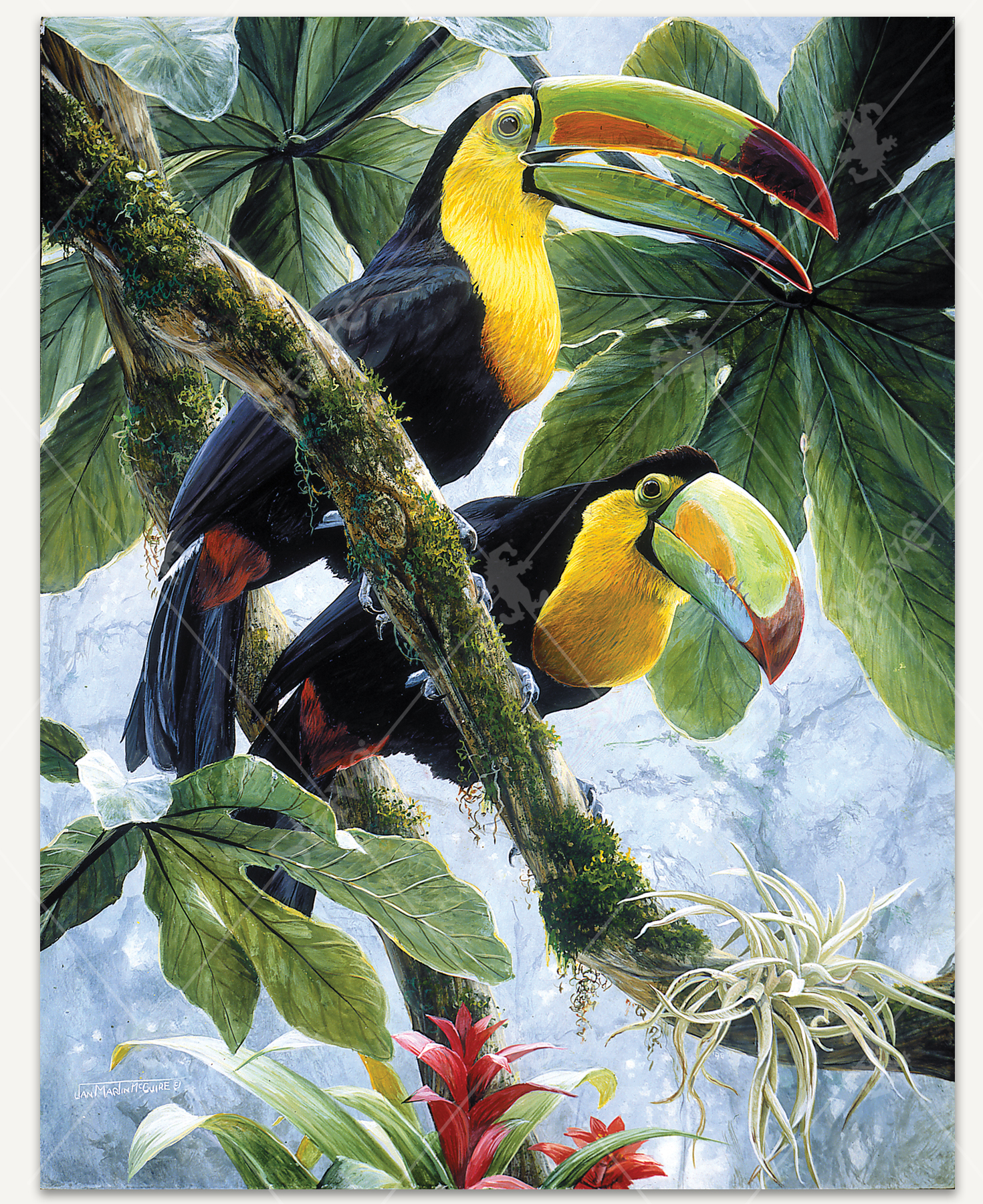 Two Toucans_1