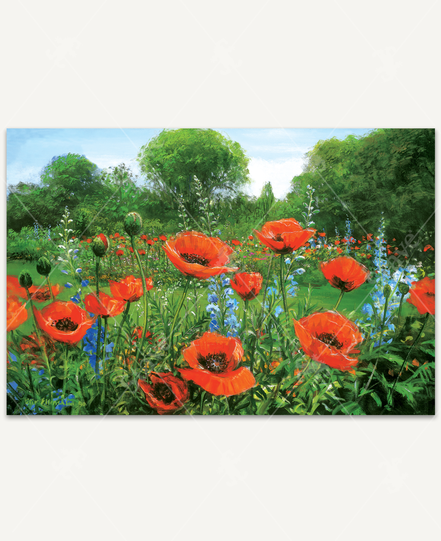 Red Poppies_1