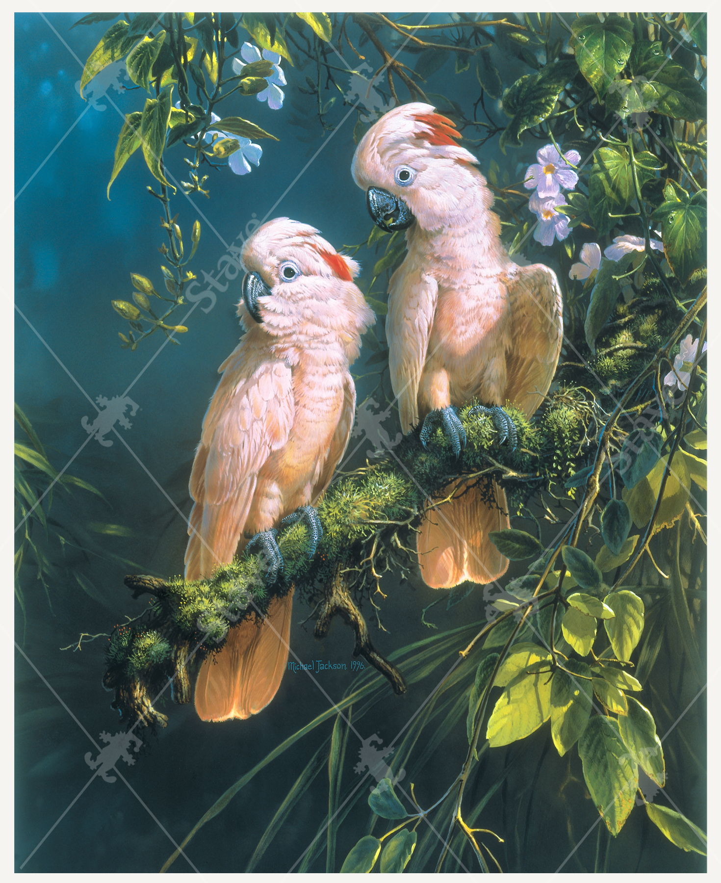 Salmon Crested Cockatoos_1