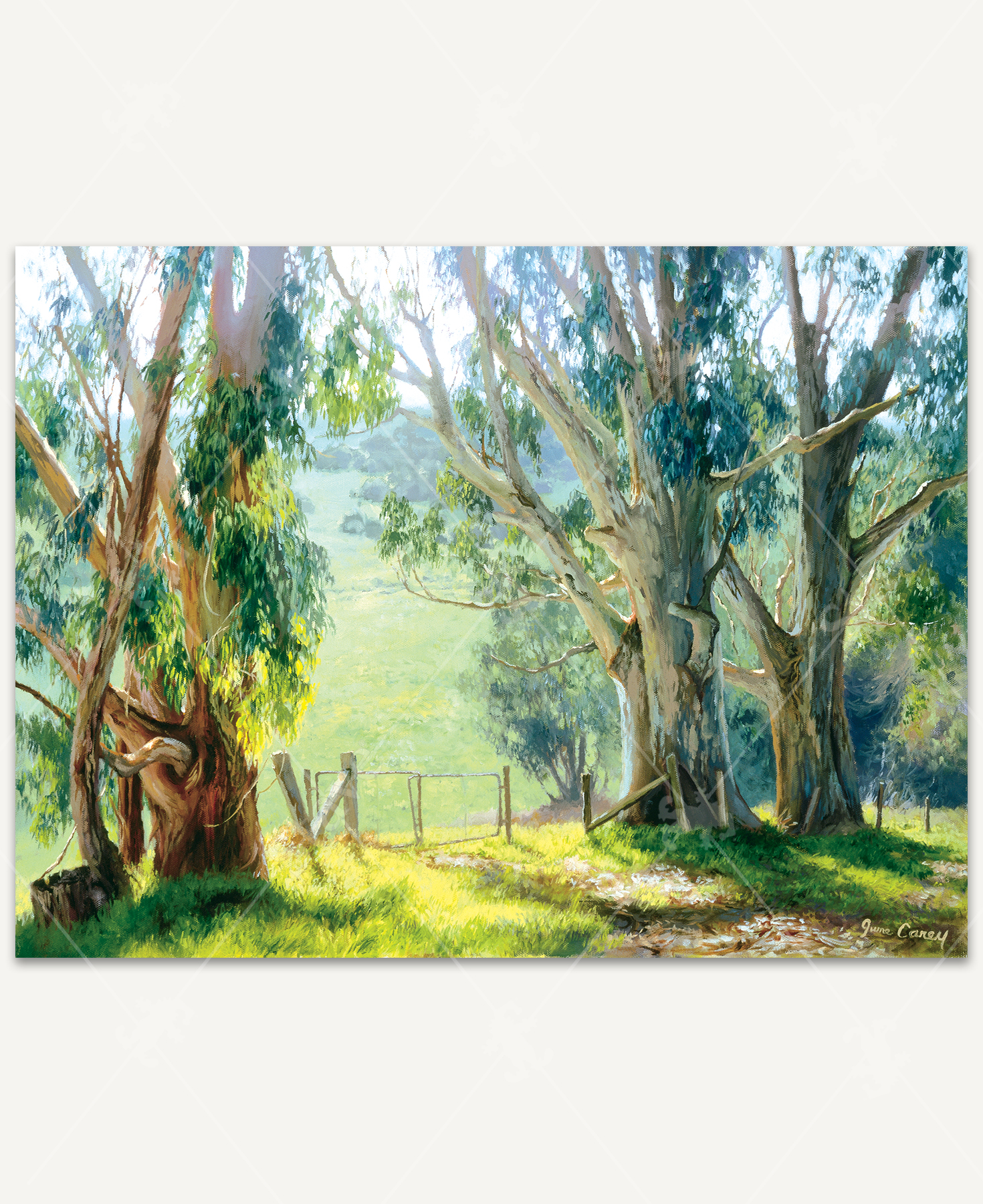 Eucalyptus Light_1