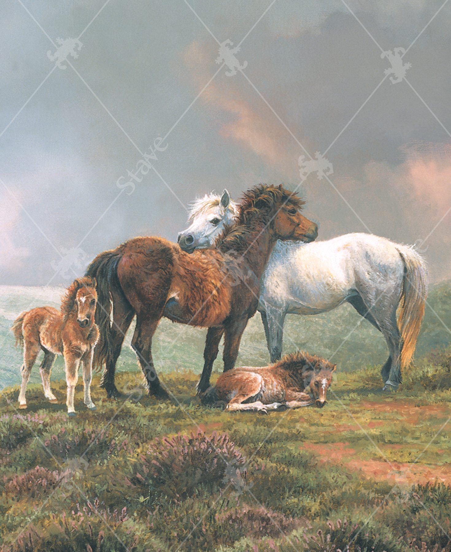 Dartmoor Ponies_0
