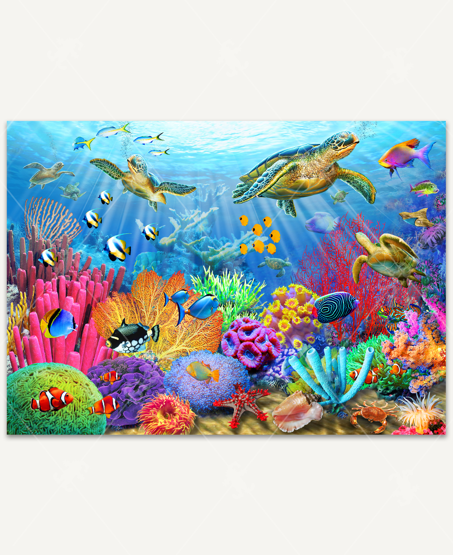 Turtle Coral Reef_1