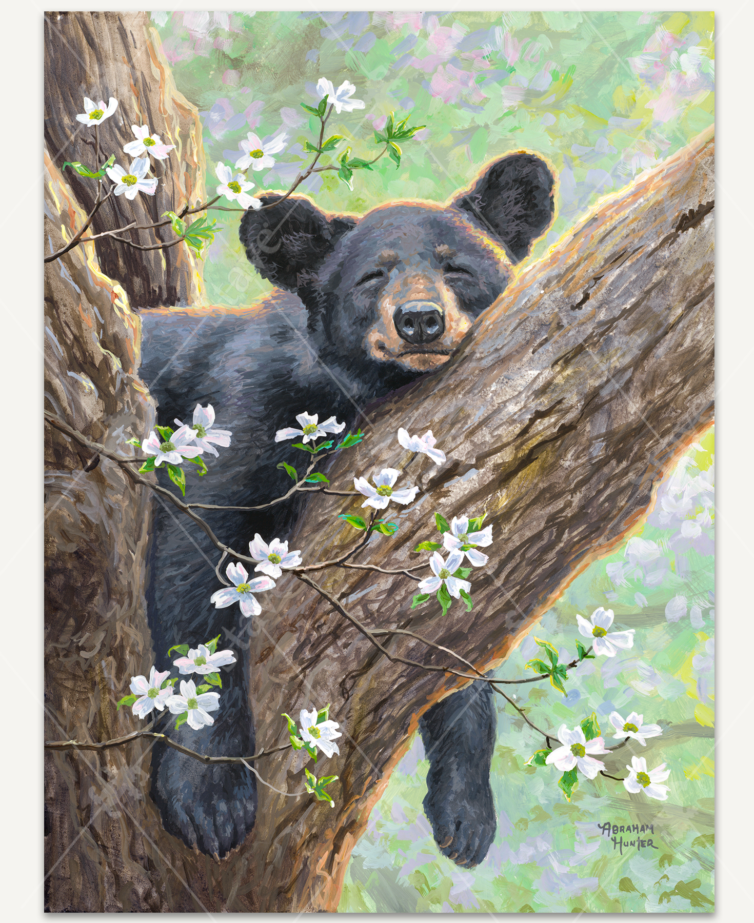 Spring Dreams puzzle shows a black bear peacefully sleeping in a tree that is blossoming in the beginning of the spring season.