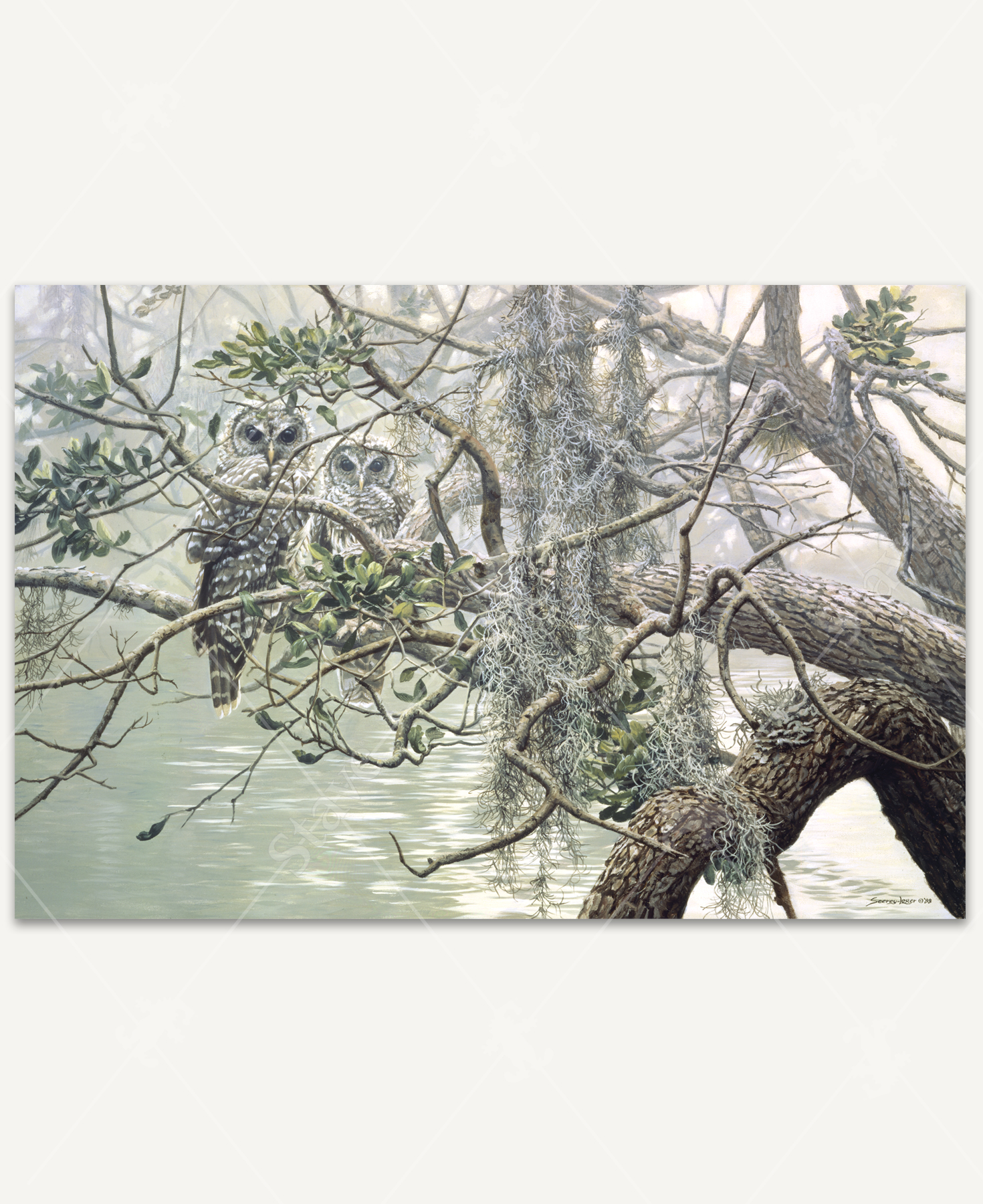 Spanish Mist wooden jigsaw puzzle reveals two owls staring straight at the viewer as they sit together on a tree branch that stretches over swamp water. Dried up vines hang down over the branches.