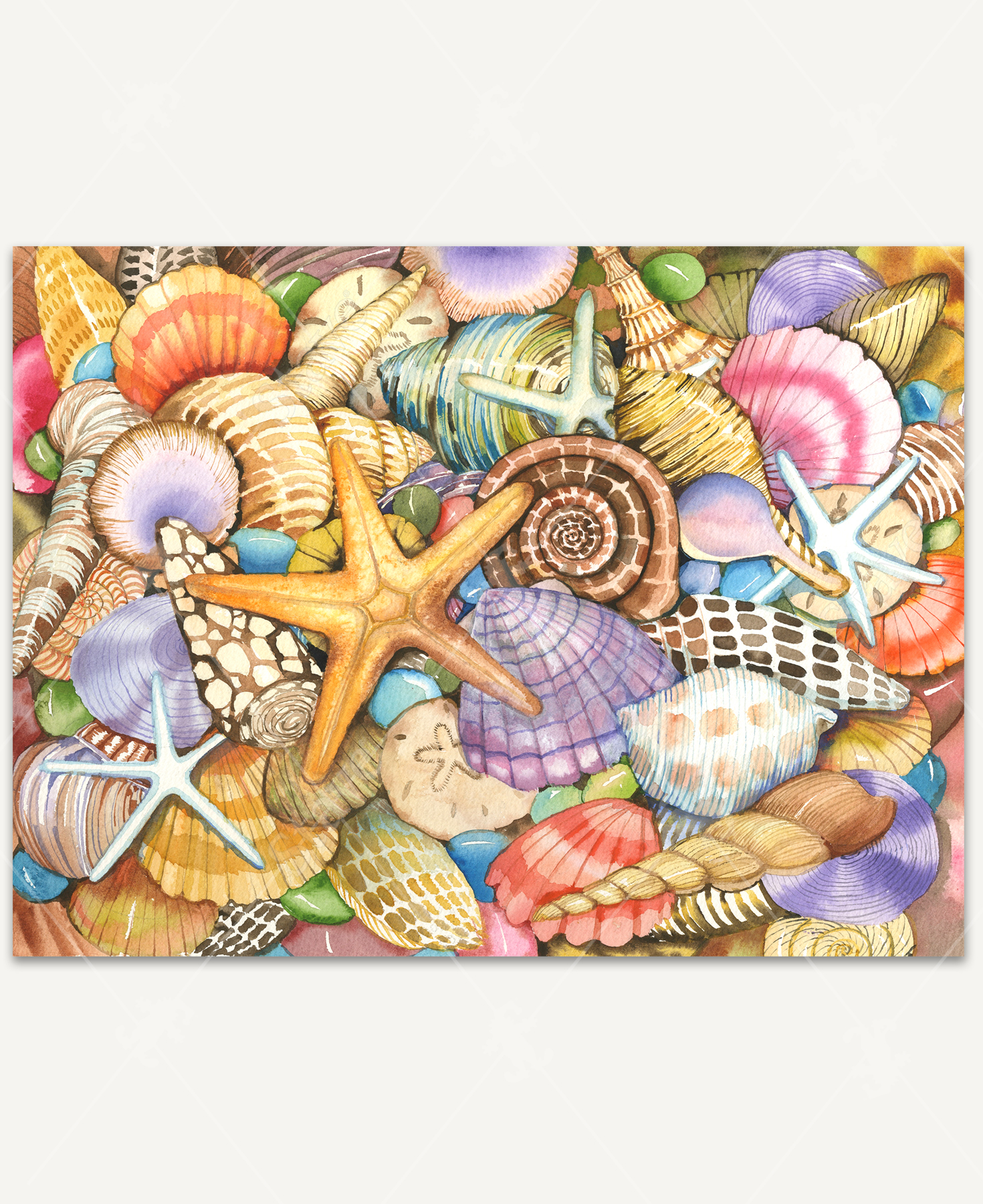 Shells Of The Sea wooden jigsaw puzzle showcases a variety of colorful sea shells, starfish, and sand dollars.