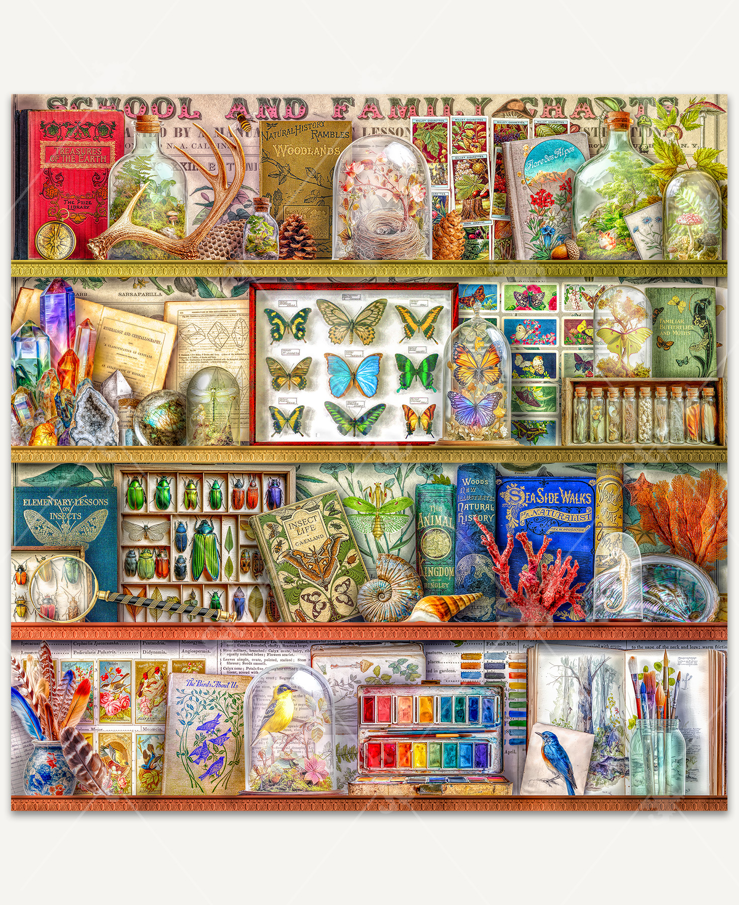 A detailed collector’s shelf filled with nature-themed items, including weathered books, sparkling gemstones, preserved butterflies and insects, and an assortment of shells and coral.