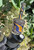 iDab Peak Bottle Top- Worked