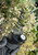 iDab Temple Dry Top - Peak Attachment Worked