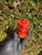 iDab Dry Temple Peak Top