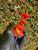 iDab Dry Temple Peak Top