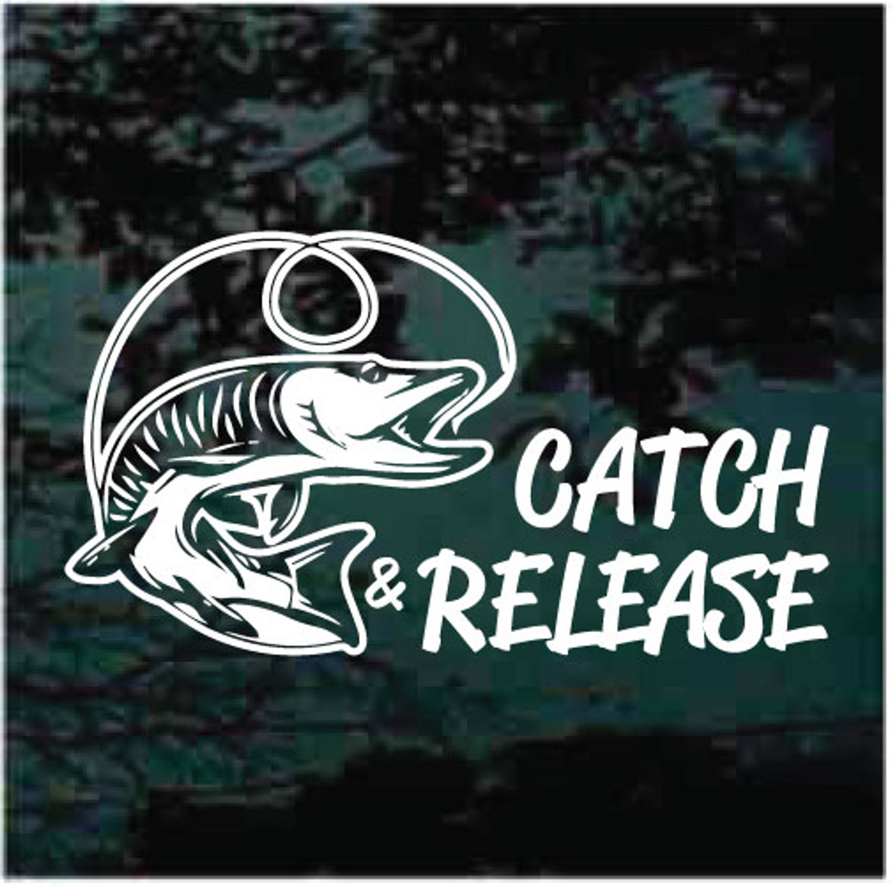 Catch & Release Musky Fishing Car Decals & Stickers