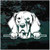 Weimaraner Peeking car window decals stickers