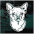 Cute Chihuahua Face car window decals stickers