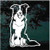 Pretty Border Collie Sitting car window decals stickers