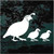 Quail Family decals stickers
