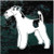 Wirehaired Fox Terrier car window decals stickers