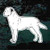 Mature Labrador Retriever car window decals stickers