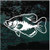 Detailed Crappie Fish car window decals stickers Detailed Crappie Fish car window decals stickers