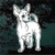 Chihuahua Front Foot Up car window decals stickers