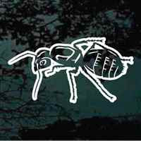 Ant Web Sticker Realistic Ant Decals & Stickers Customized | Decal Junky