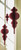 Luxe Finial Paper Ornaments - Dark Burgundy 24"