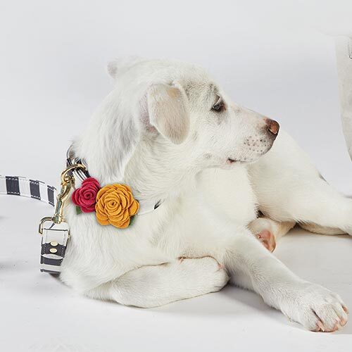SHOP PET ACCESSORIES