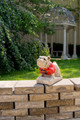 Georgia "Bulldog" Stone College Mascot