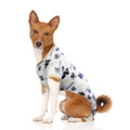 Washington Huskies Pet PJ's