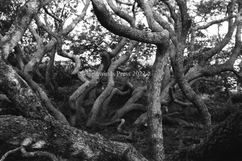 Like a heard of cats, a cluster of oak trees seek out what is needed for survival, twisting, turning, and randomly reaching for light.