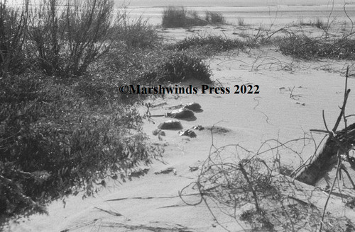 Horseshoe crabs turned the wrong way on the Sea Island Spit.