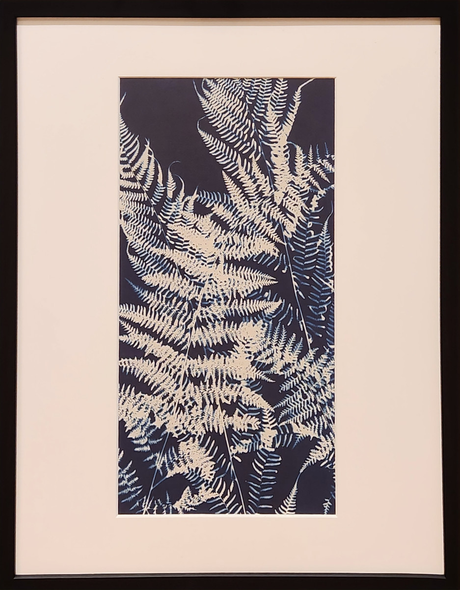 Ferns and Shadow