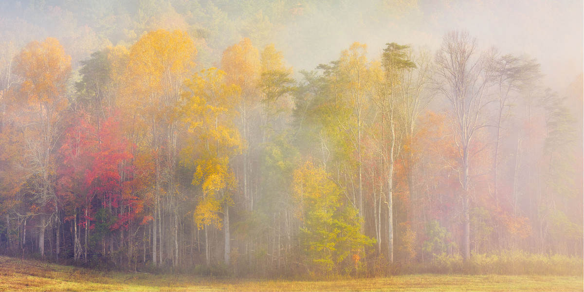 Painted Fall Morning