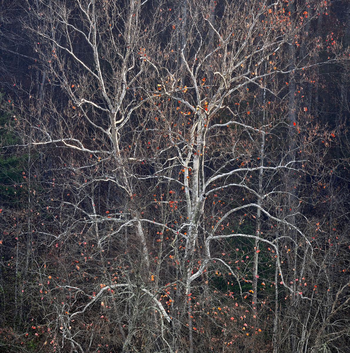 French Broad River Sycamore