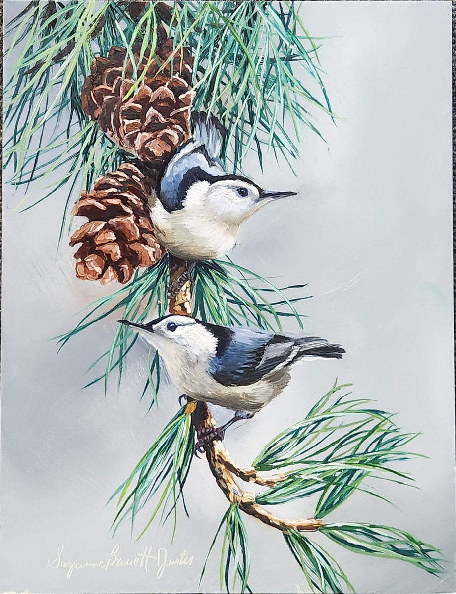 Nuthatches in Pines