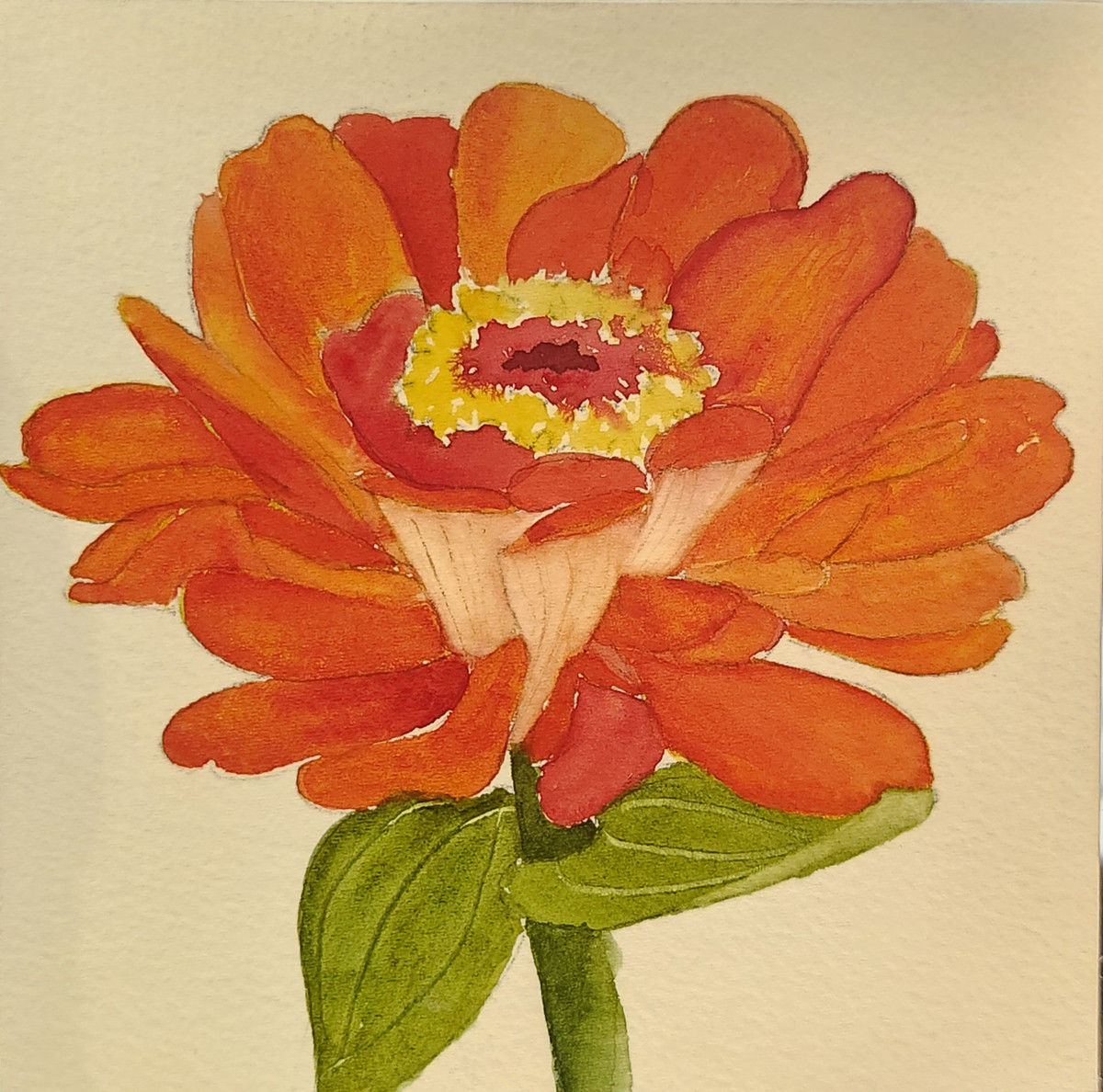 1 Orange Zinnia