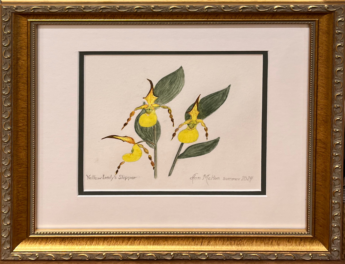 Yellow Lady Slippers