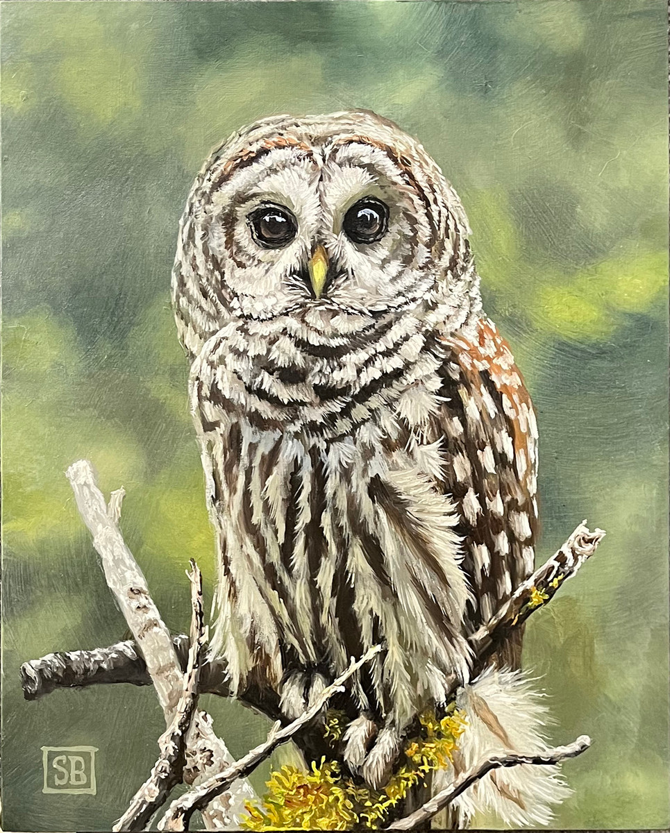 Barred Owl