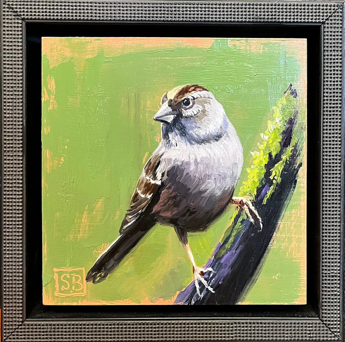 Song Sparrow 1