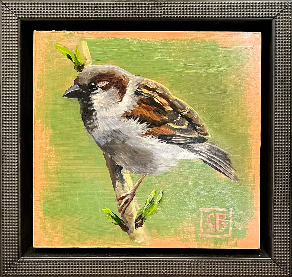 Song Sparrow 2
