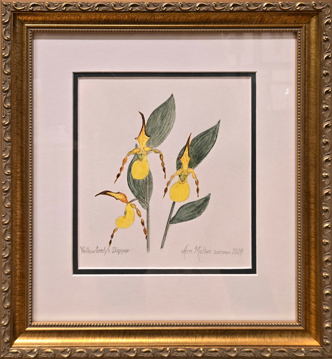 Yellow Lady Slipper