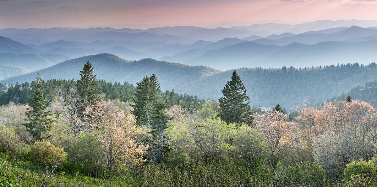 Flowering Trees at Cowee