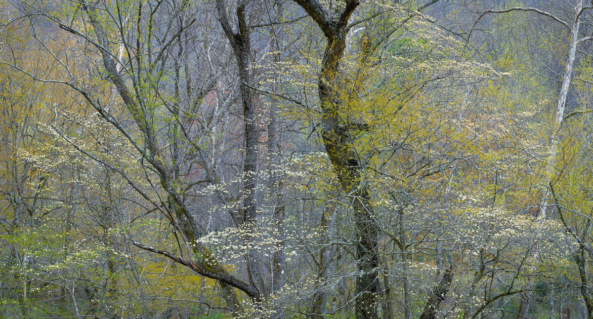 Early Spring Dogwoods