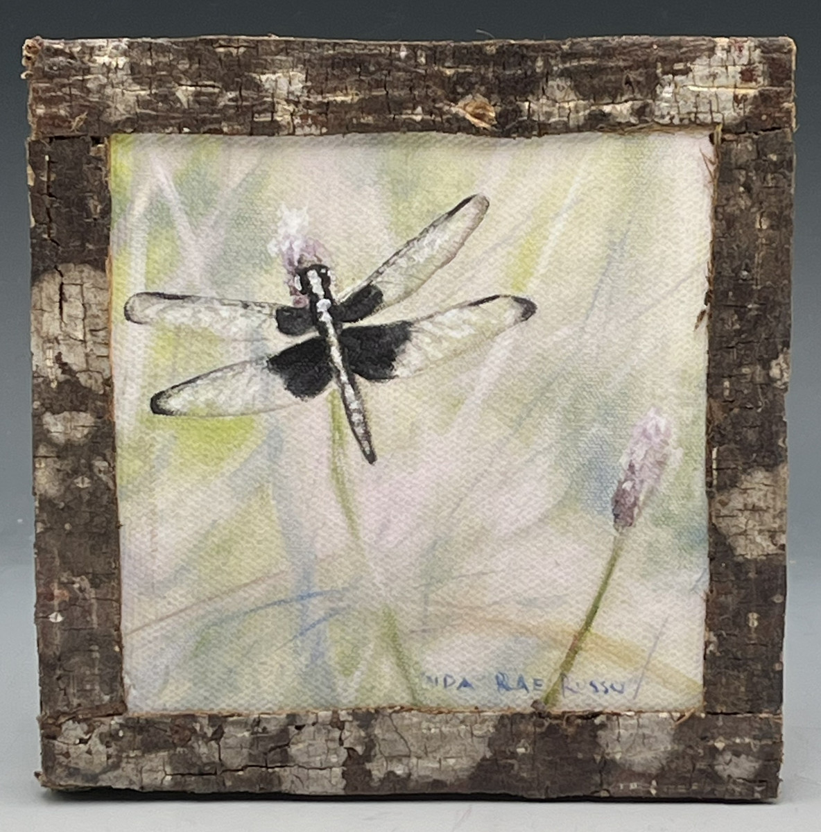 583 - Dragonfly