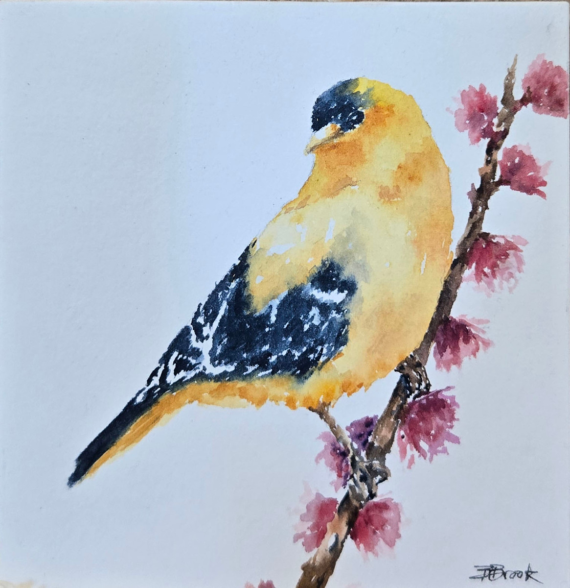 Gold Finch